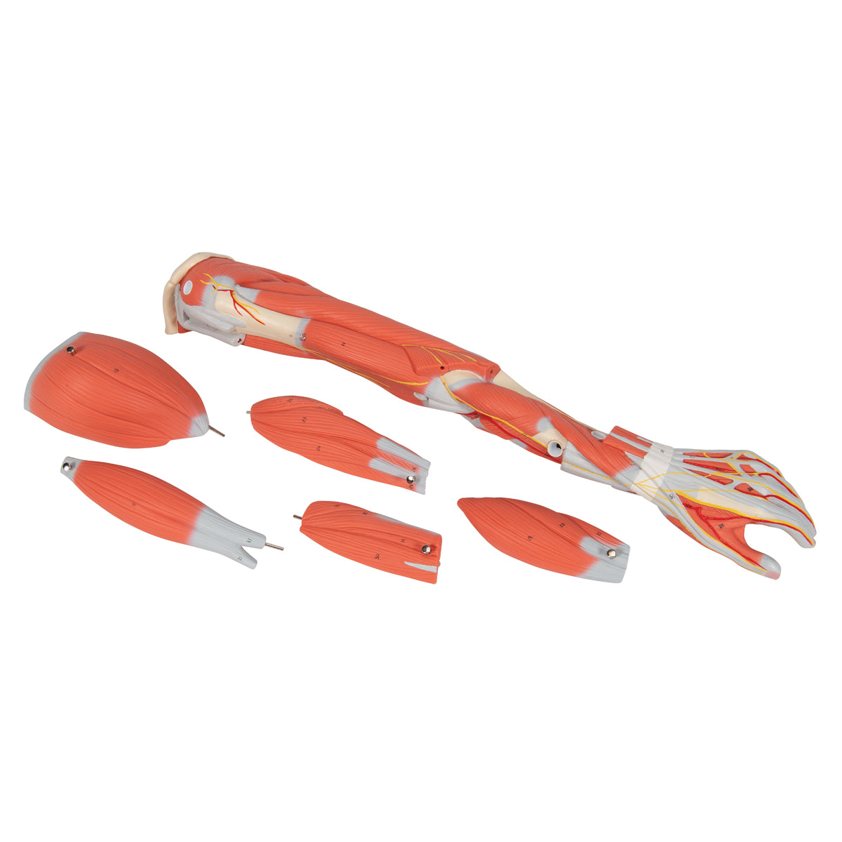 Brazo con músculos diseccionables y desmontable en 6 piezas