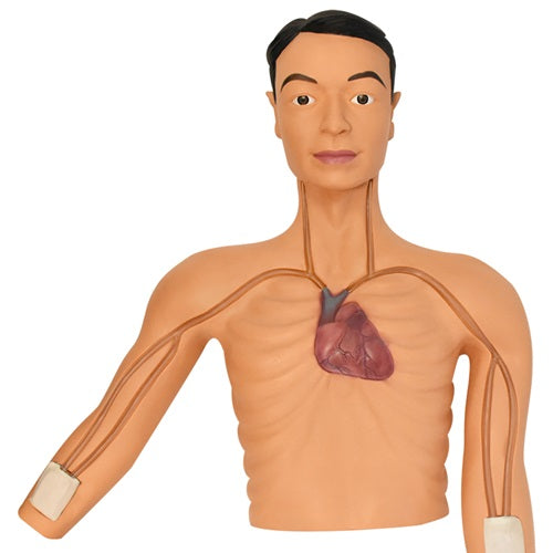 Simulador de intervención de PICC de Beracah Medica para entrenamiento, muestra la prótesis y las herramientas en un entorno de simulación.