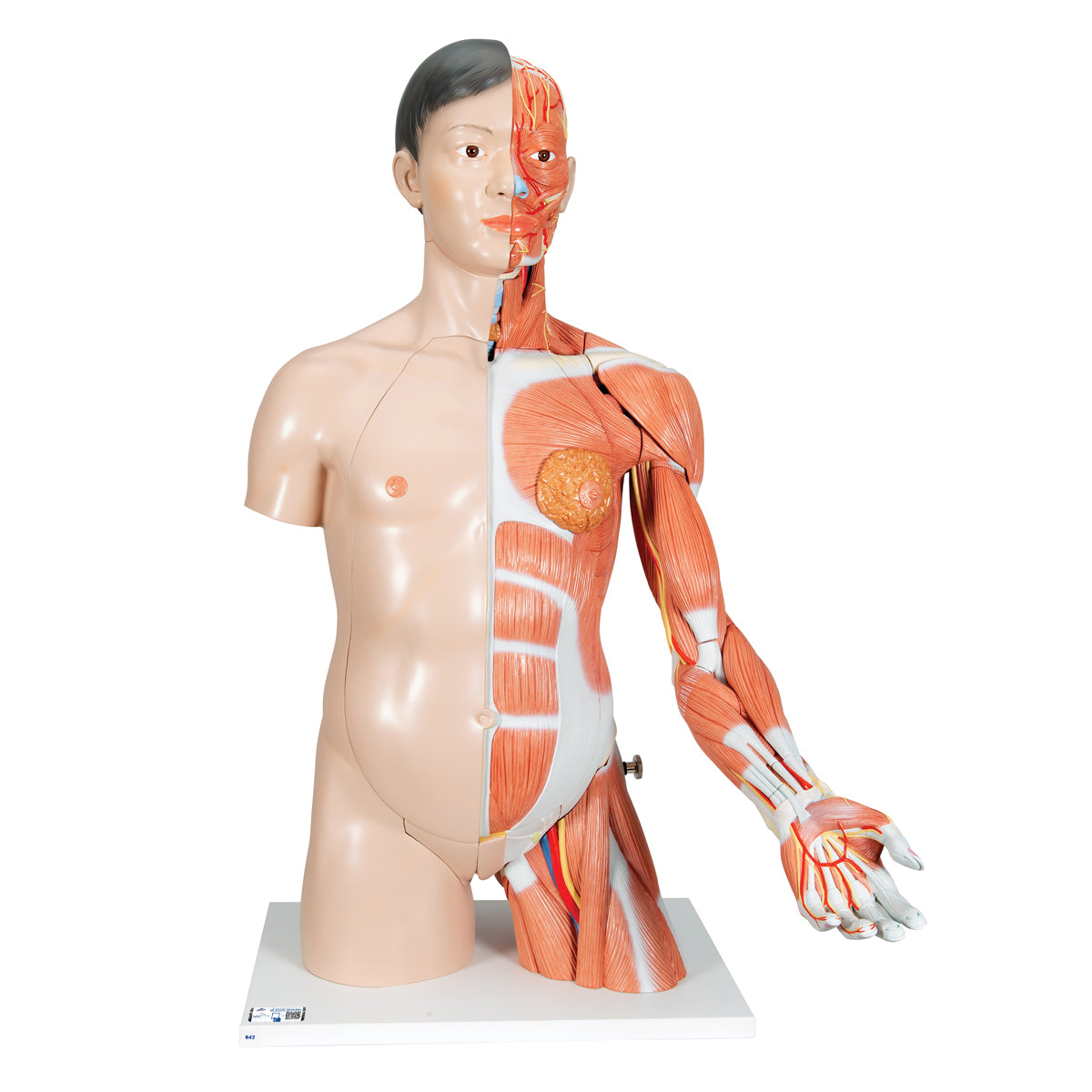 Torso de lujo con brazo y músculos, sistema muscular de 33 partes, modelo de Beracah Medica, exhibe detalles anatómicos.