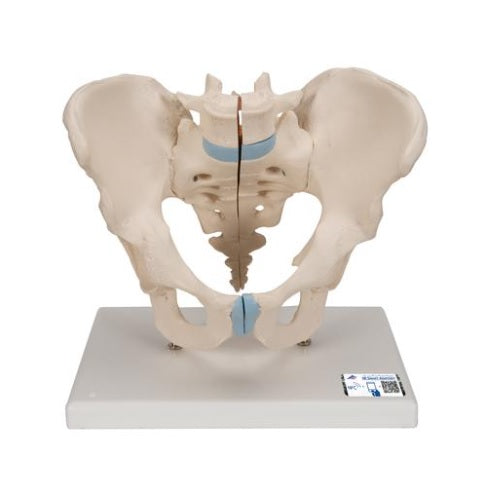Pelvis masculina en tres piezas de la marca Beracah Medica, modelo anatómico detallado para estudios y enseñanza médica.