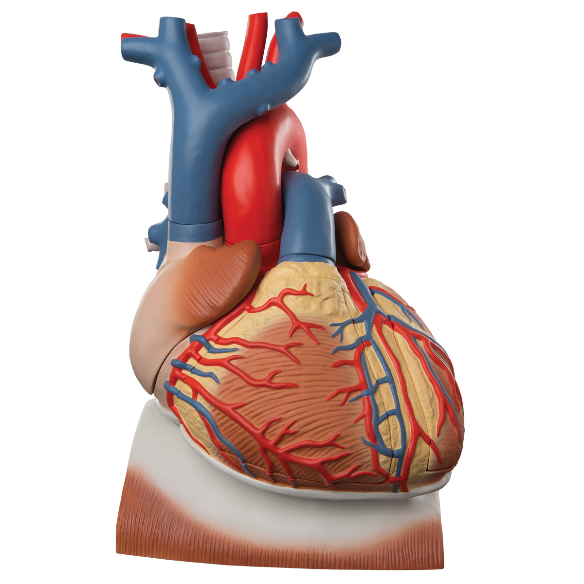Corazon en diafragma de 10 piezas de 3 veces su tamaño natural