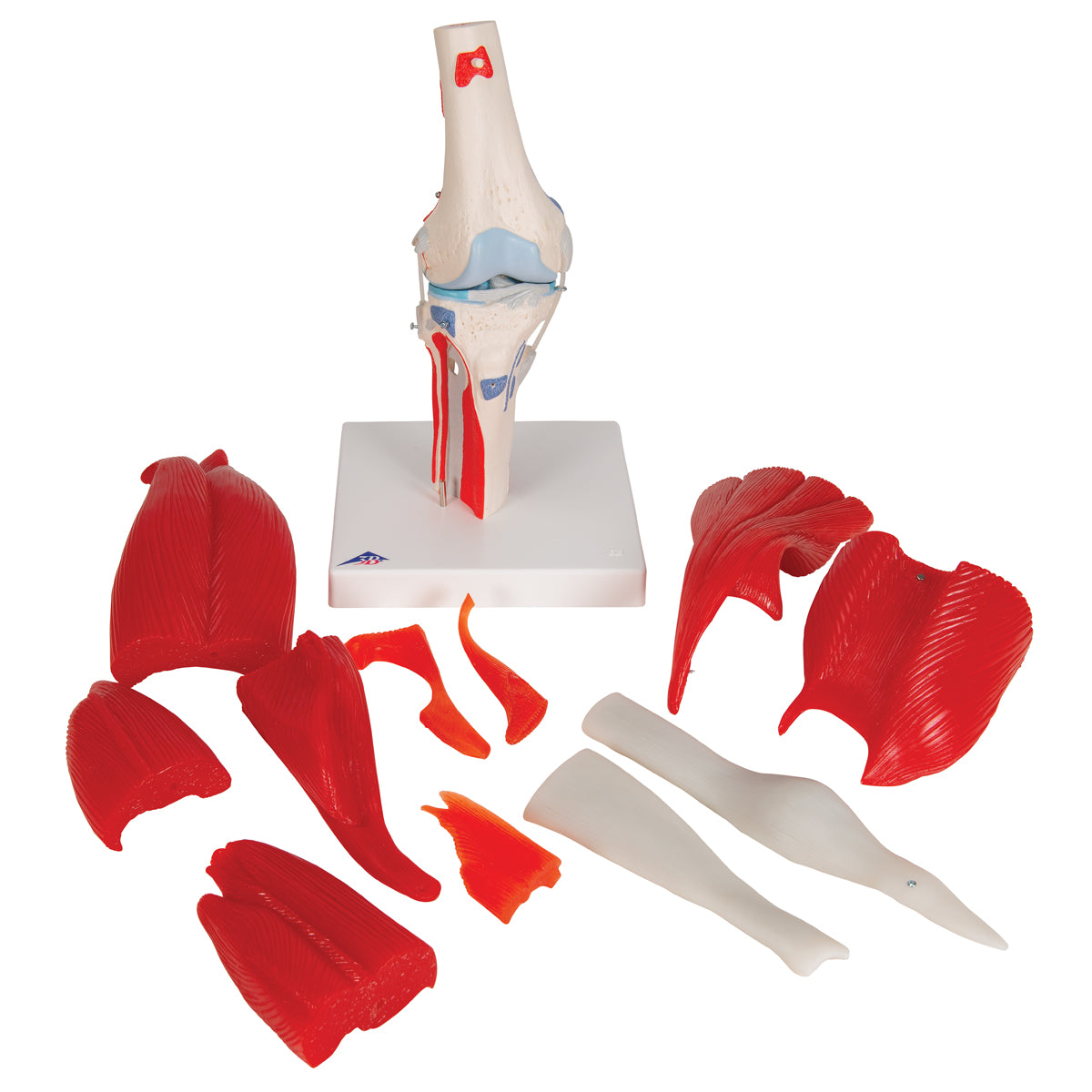 Sistema óseo de articulación de la rodilla de 12 partes de Beracah Medica, mostrando detalles de las piezas anatómicas en color natural
