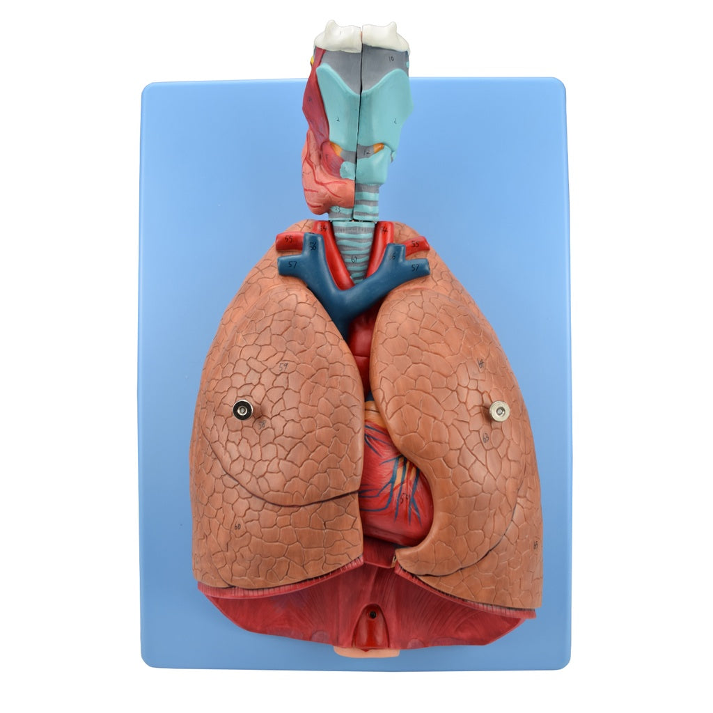 Pulmones naturales de lujo de 6 piezas, sistema respiratorio, marca Beracah Medica, mostrando los pulmones en un fondo neutro.