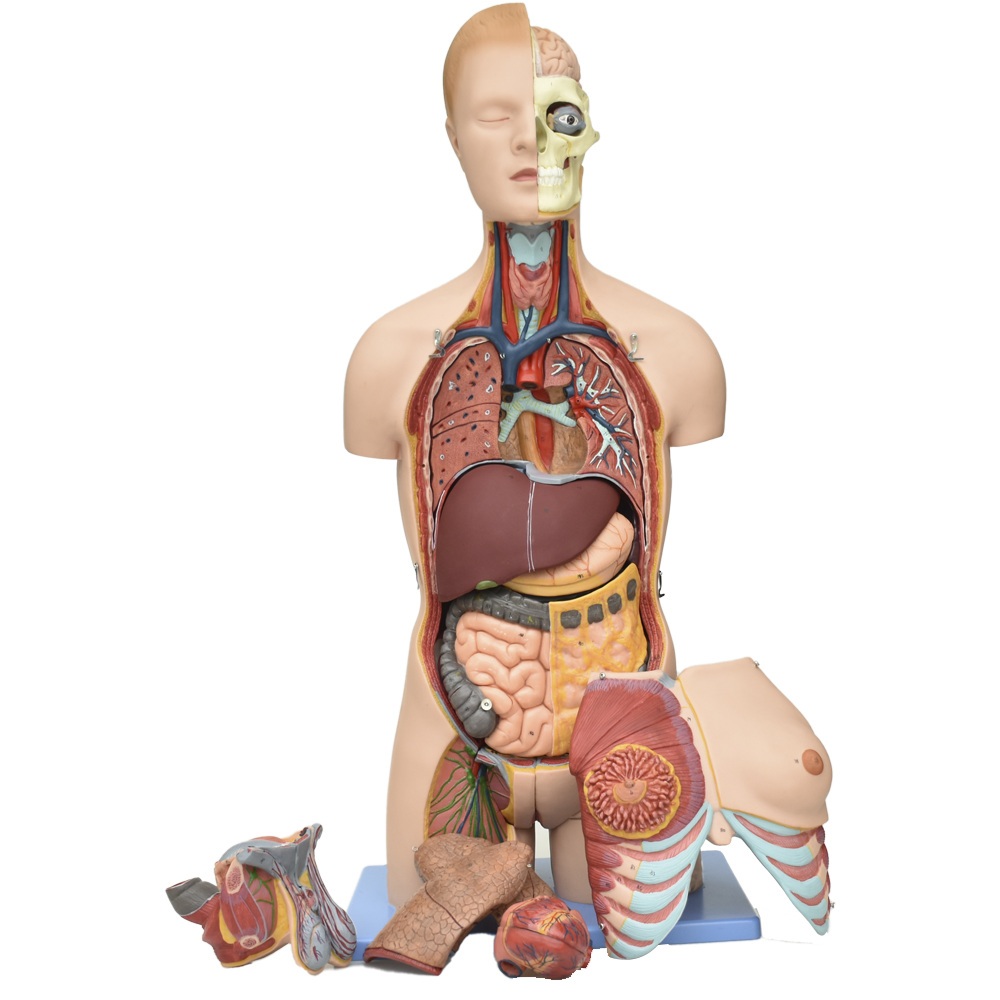 Modelo de torso con músculos bipolares del sistema muscular de la marca Beracah Medica, muestra detalles anatómicos en color natural.
