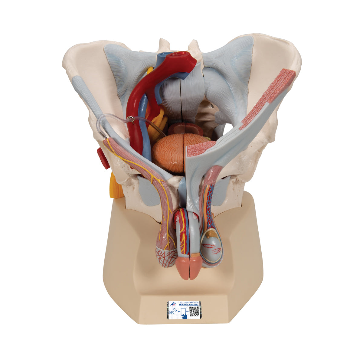 Pelvis masculina de Beracah Medica con ligamentos, nervios y órganos en 7 partes, vista anatómica detallada en color natural.