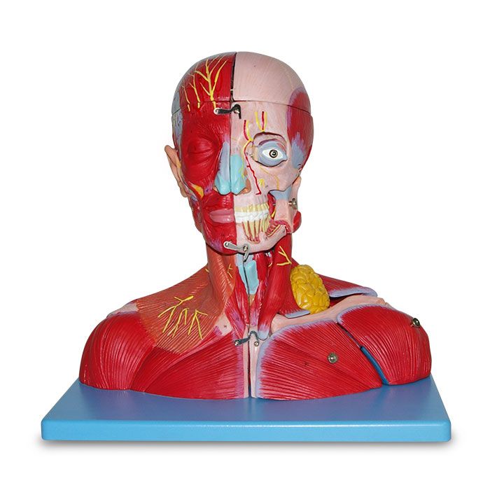 Cabeza y cuello con vasos sanguineos