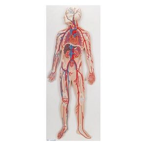 Sistema circulatorio humano