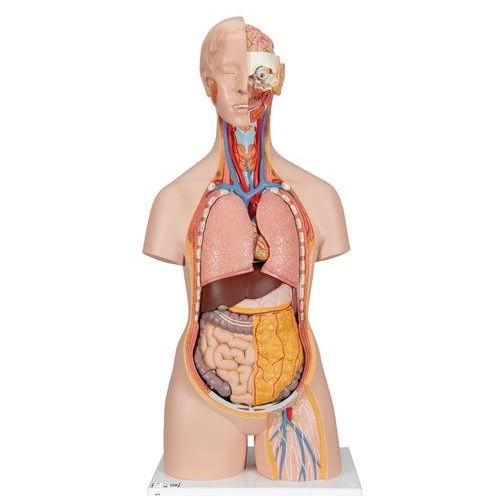 Torso clasico con espalda